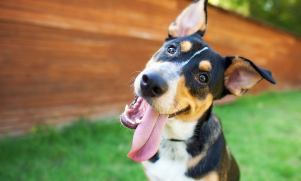 A dog smiles for the camera